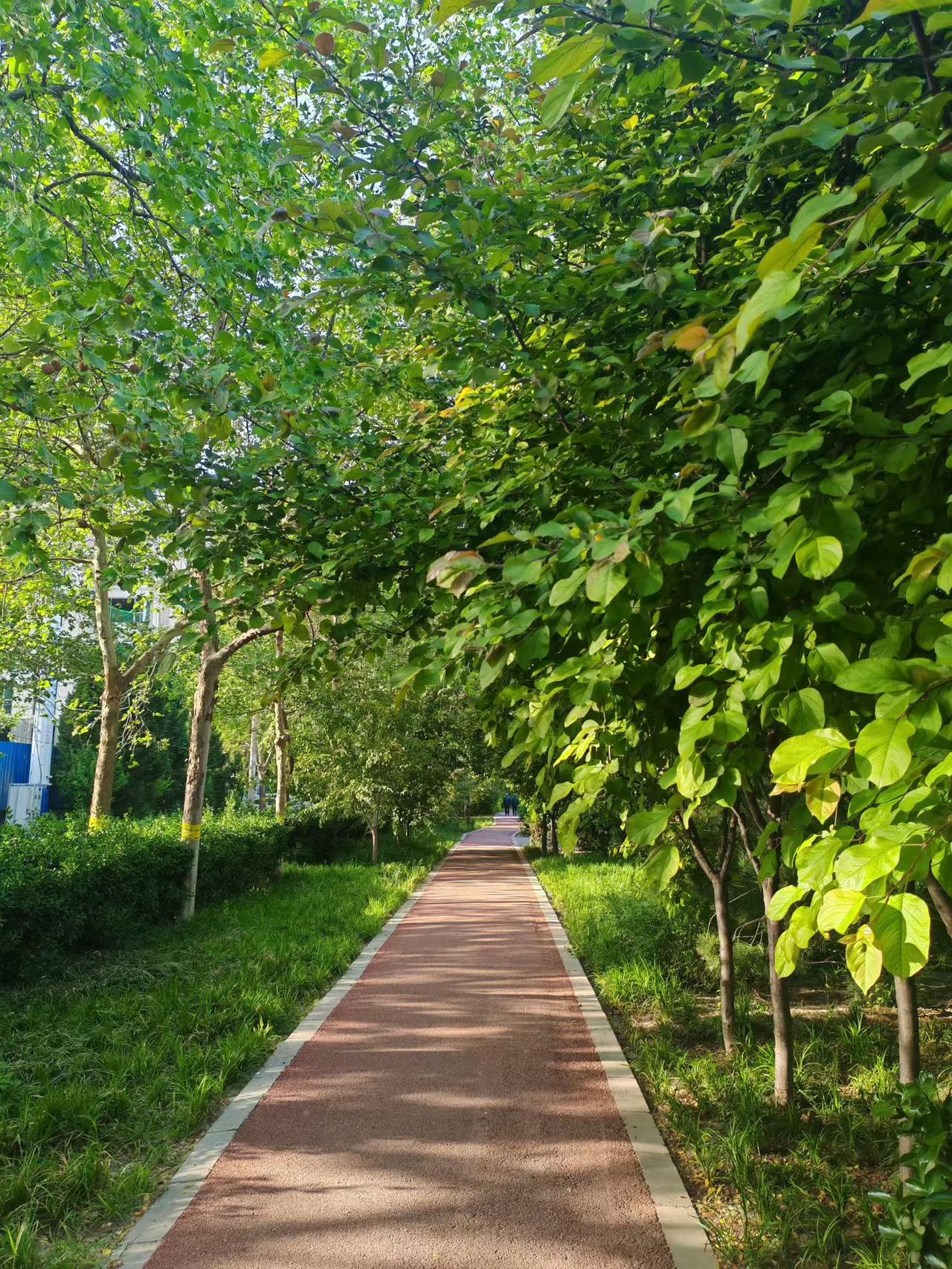 【小亭】亭下兀坐，听远处声乐，看脚下阳光斑斓，似岁月流韵。无思，无语。

小径风