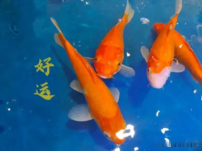 英国这新规真是让人摸不着头脑，居然禁止把活龙虾直接投入沸水烹煮，还说这是提升动物