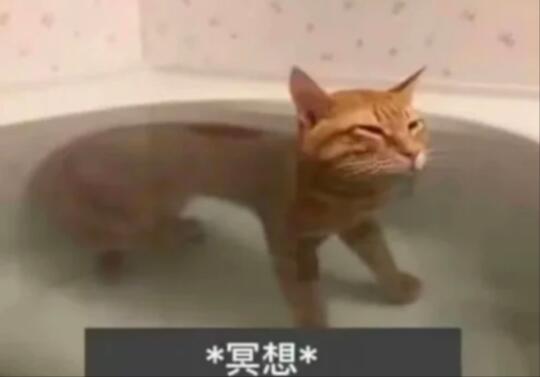 学会骂人和吵架是很重要的能力