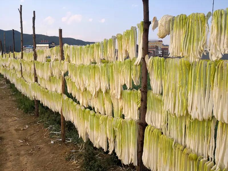 辽宁兴城市这酸菜企业出事儿了！网友曝光一段视频，一男子在酸菜池干活，边抽烟还边吐