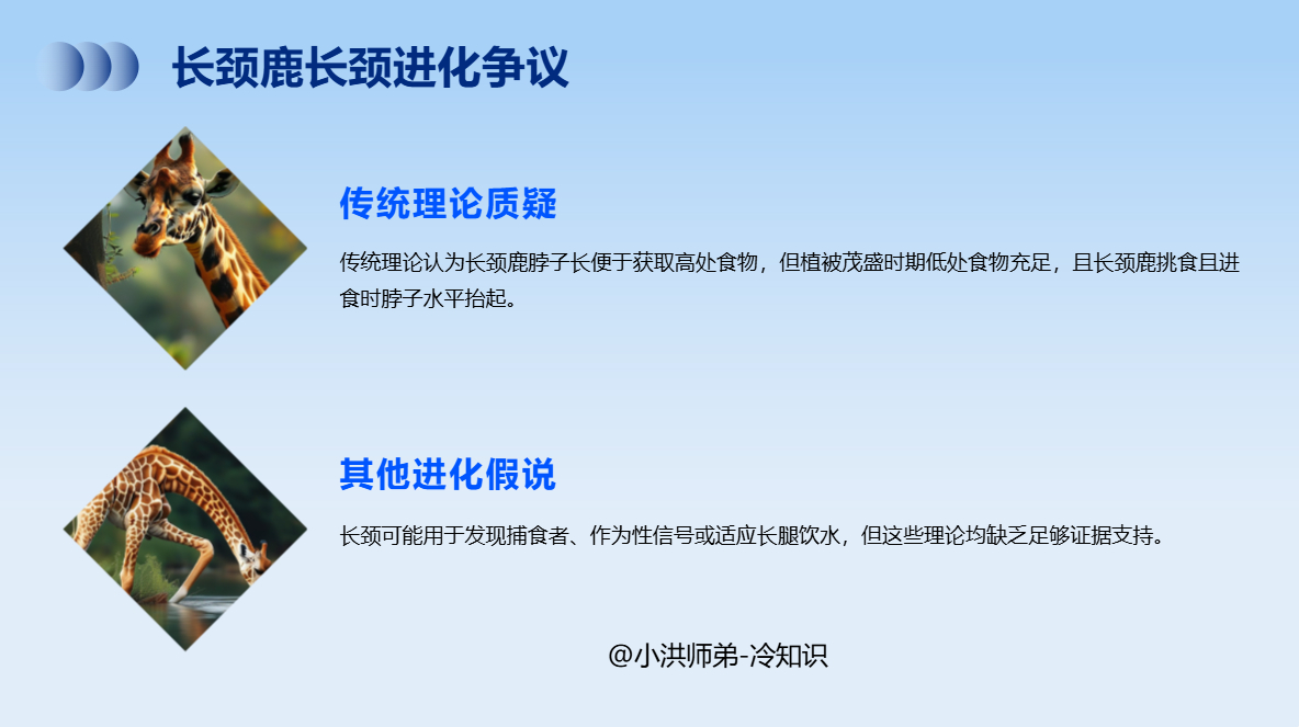 为什么长颈鹿的脖子很长？以往的理论认为，颈长的长颈鹿在进化上有优势，因为当低处的