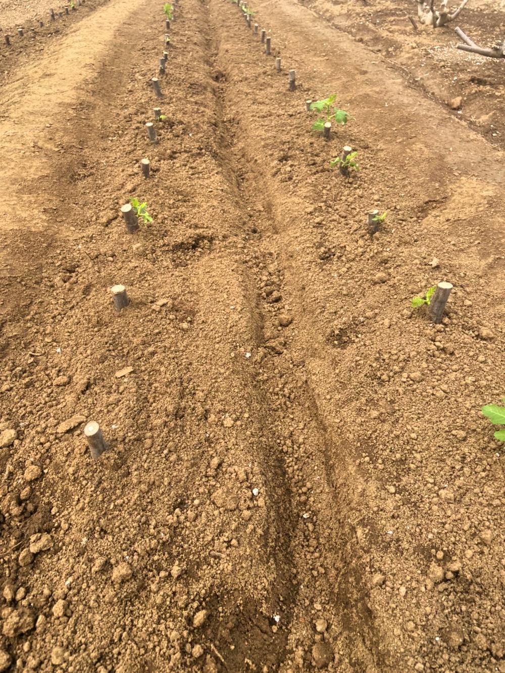 今天把育好的波姬红无花果苗栽地下了，心里还挺期待的。波姬红这个品种它果实大，颜色