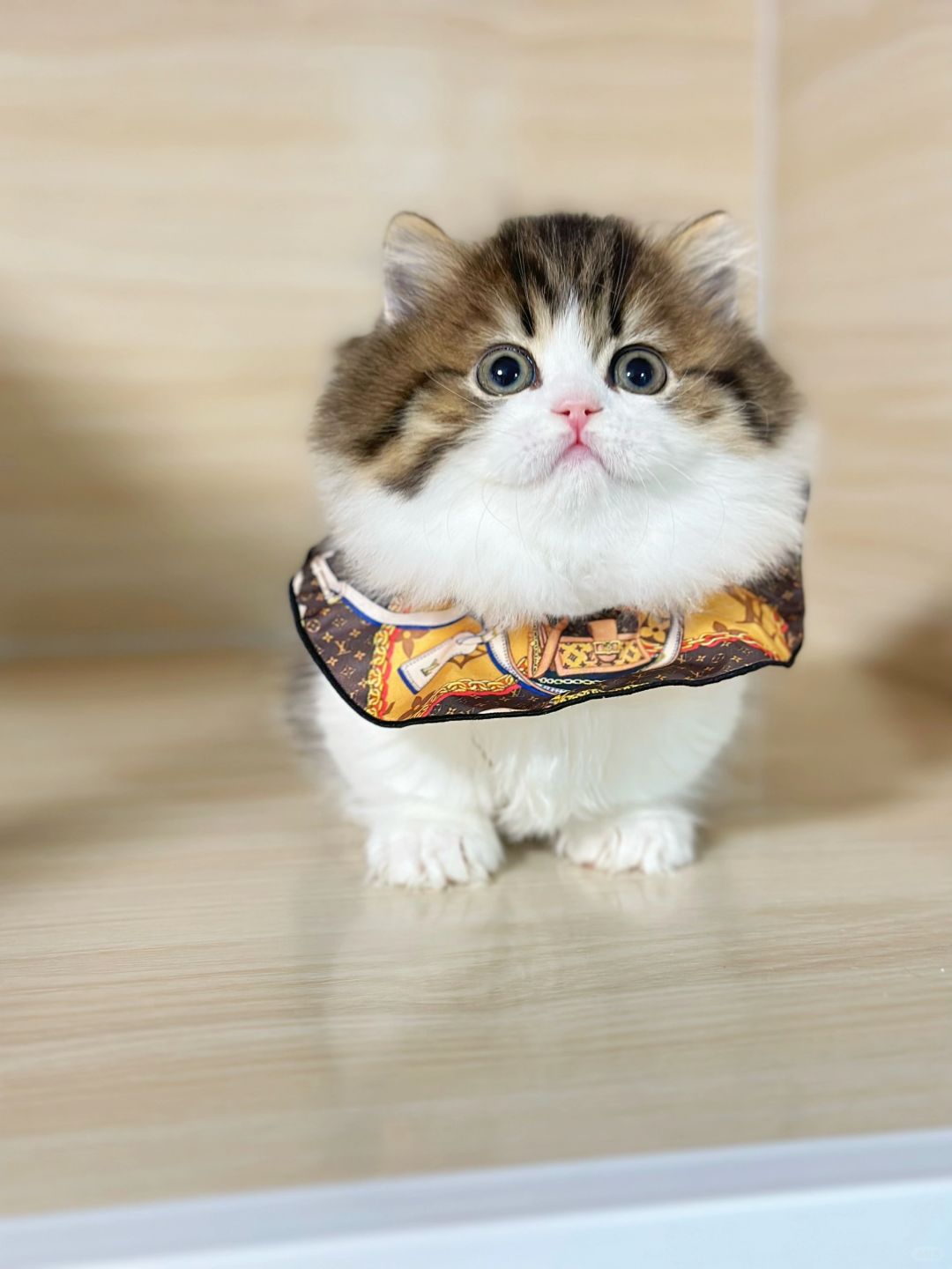 老花女孩 金白拿破仑矮脚猫
