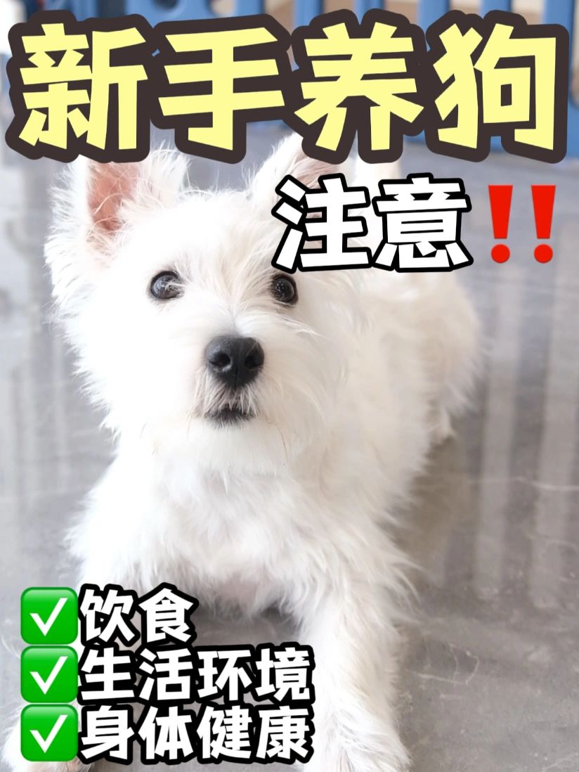 养狗注意事项，让你的狗狗健康快乐成长！