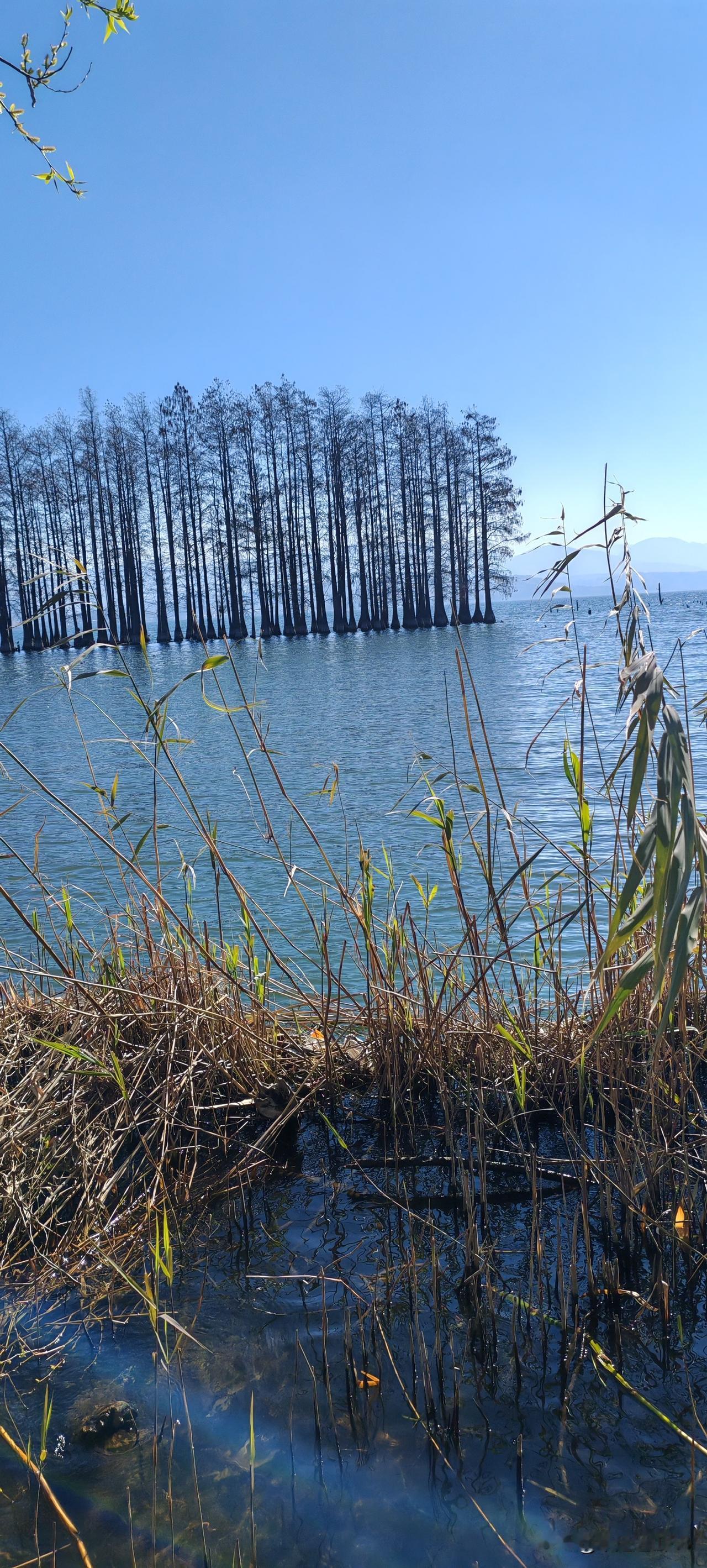 昨晚到的大理，住在洱海边。
今天一天上午逛洱海龙龛码头附近，上午的太阳真是大，灿