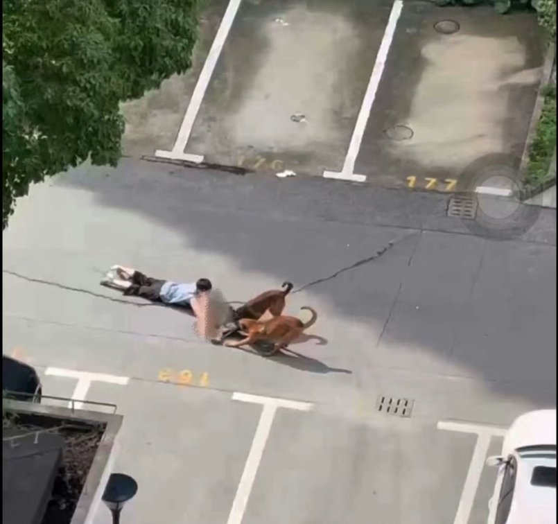 上海一儿童小区内遭狗撕咬热度呢？ 
