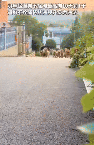 爱宠请勿害宠。明年起遛狗不拴绳。升级为违法!最高拘10天！
26年1月1日起根据