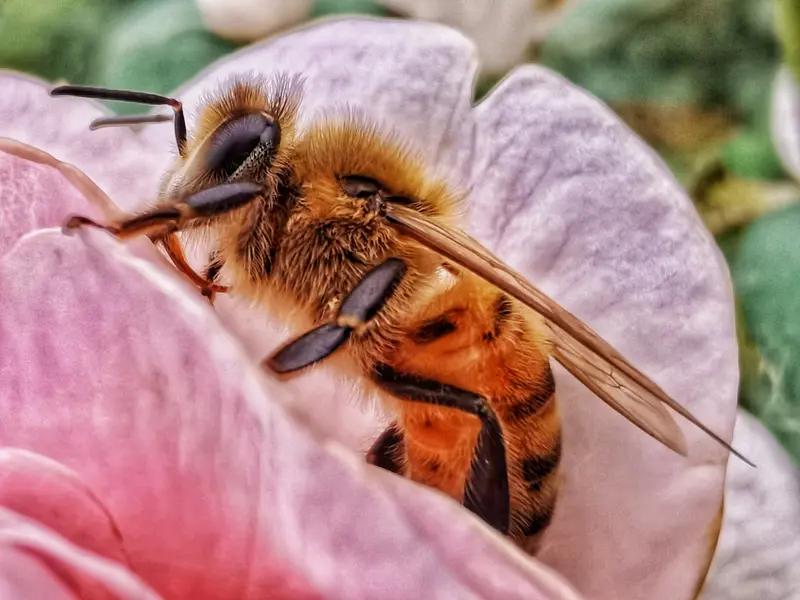 在乡下看农民招蜜蜂
一
蜜蜂天生随风游，
不惧风雨花中走。
昨天掀开桃花裙，
今