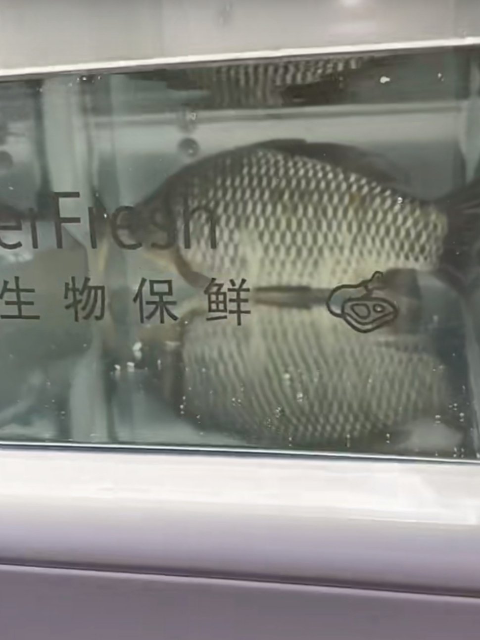 冰箱养活鱼只为过年吃口新鲜的 第一个想出来冰箱养鱼的人简直是天才，这样做不仅能延