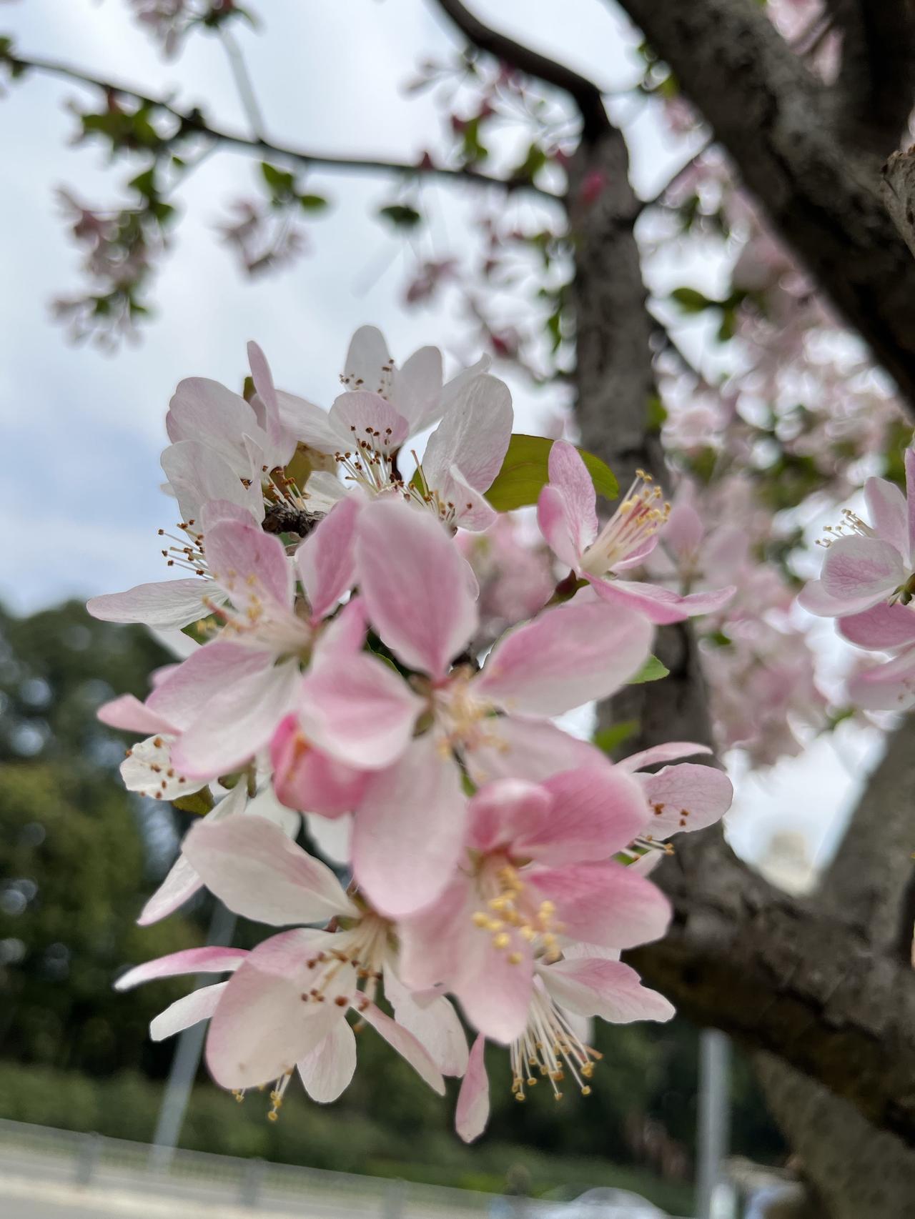张爱玲说：人生三大恨，恨鲥鱼有刺，恨红楼未完，恨海棠无香！其实，海棠花如此艳压群