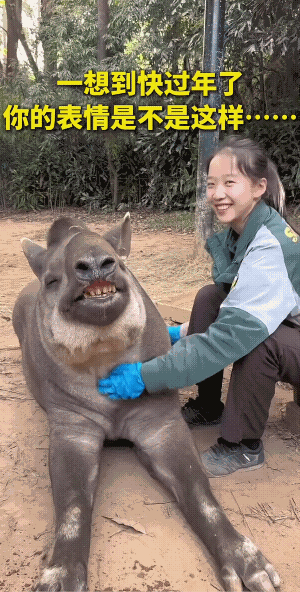 近朱者赤，近貘者貘。
它不装，高兴时就是高兴。不像有的人，总是愁眉苦脸的那种样子