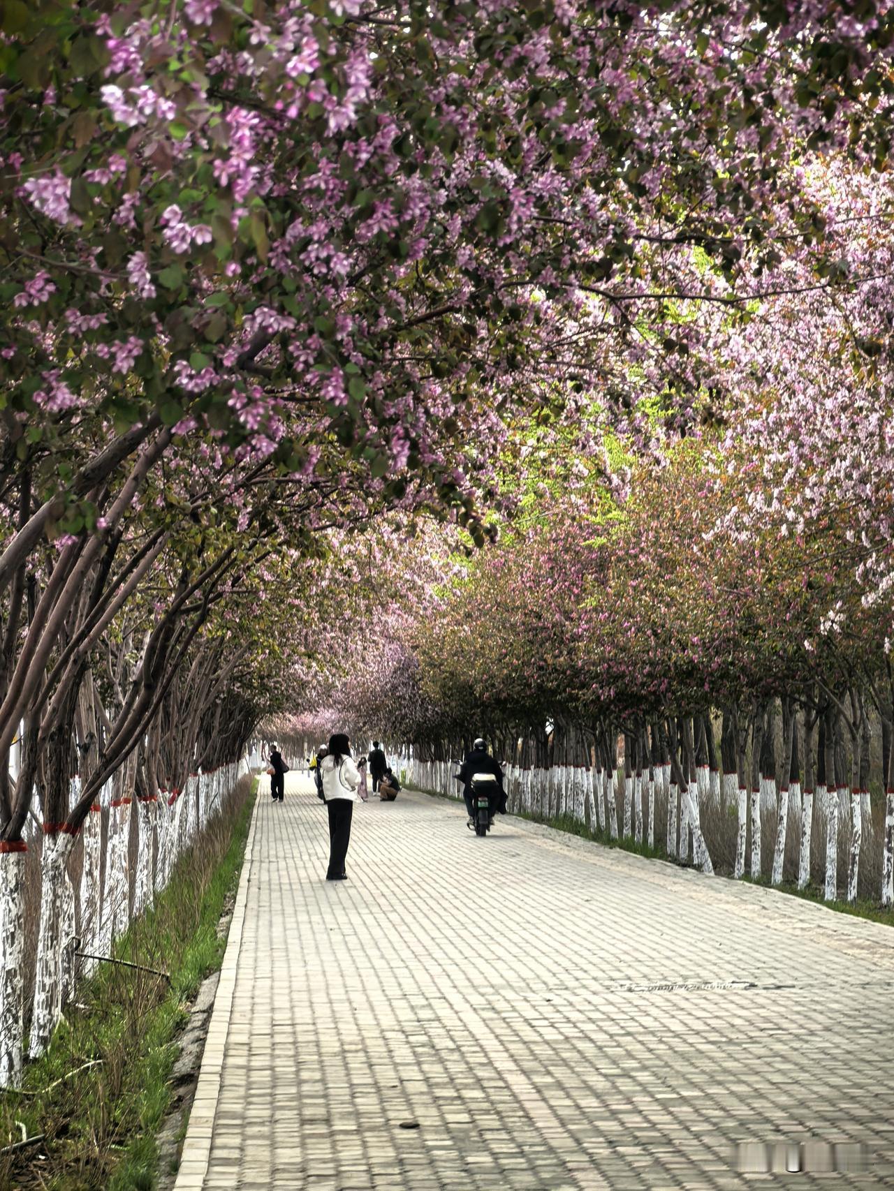 乌鲁木齐万盛大街变身粉色海洋，海棠花开得正盛✨

🌺 赏花小贴士：
- 最佳观
