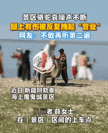 累到脱相、伤口流血、跪地不起，这头骆驼的遭遇看怒全网。
 
近日新疆阿勒泰海上魔