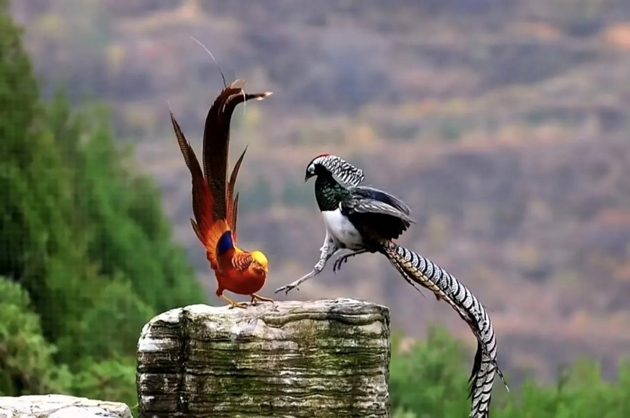 红腹锦鸡与白腹锦鸡打架，三两下子，红腹锦鸡便被白腹锦鸡踢落石下。