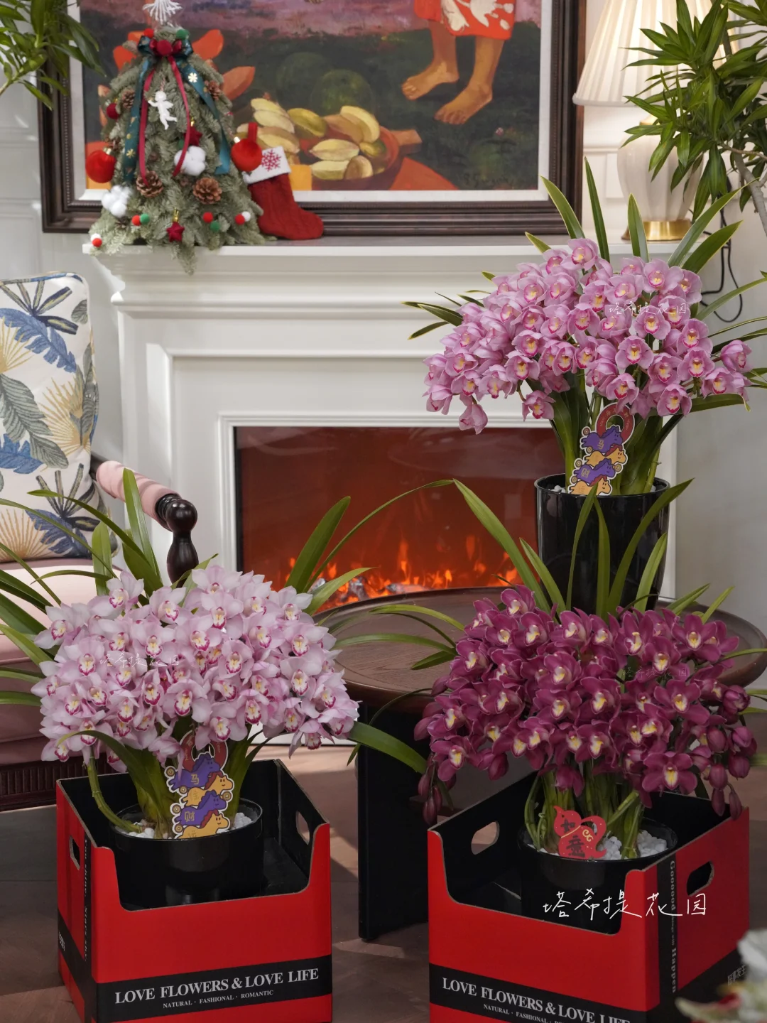 ¥1000+国内顶级蕙兰