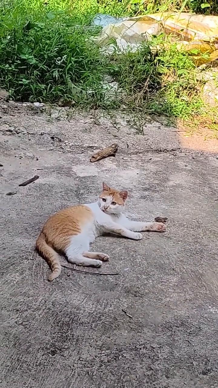 小咪，你把小猫抱过来。把小咪抱过来。小，太可爱了，这也太可爱了。