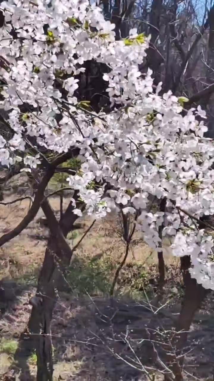 七绝六首•写给父母亲1926
（2023.5.2920:32）
小序 本来我丢下
