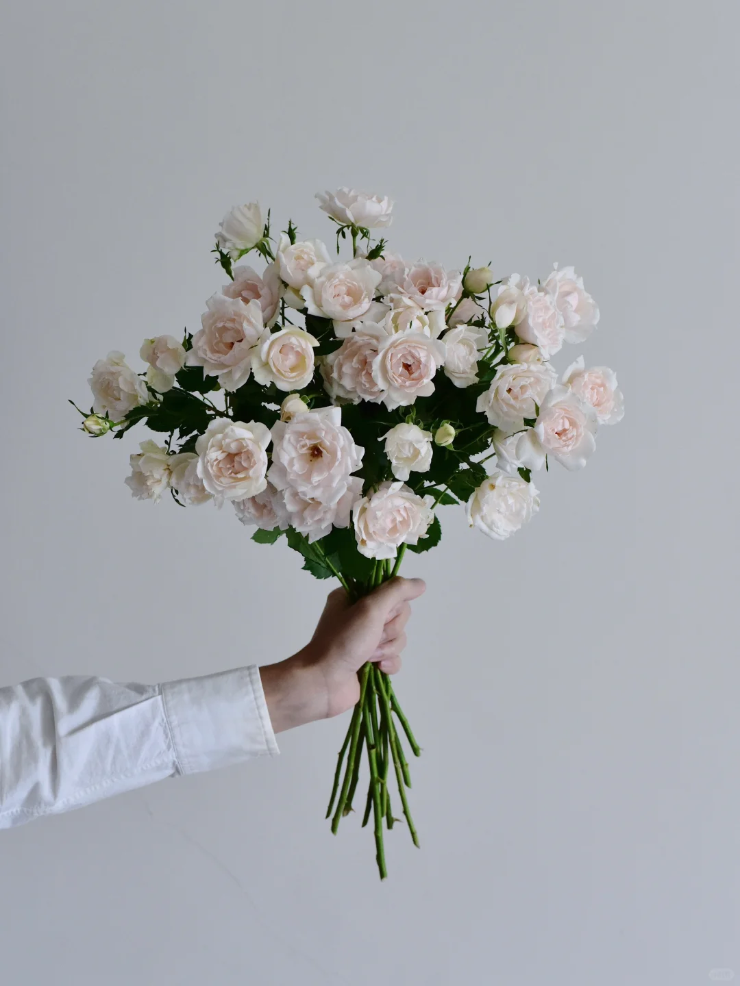 玫瑰·香缇奶油