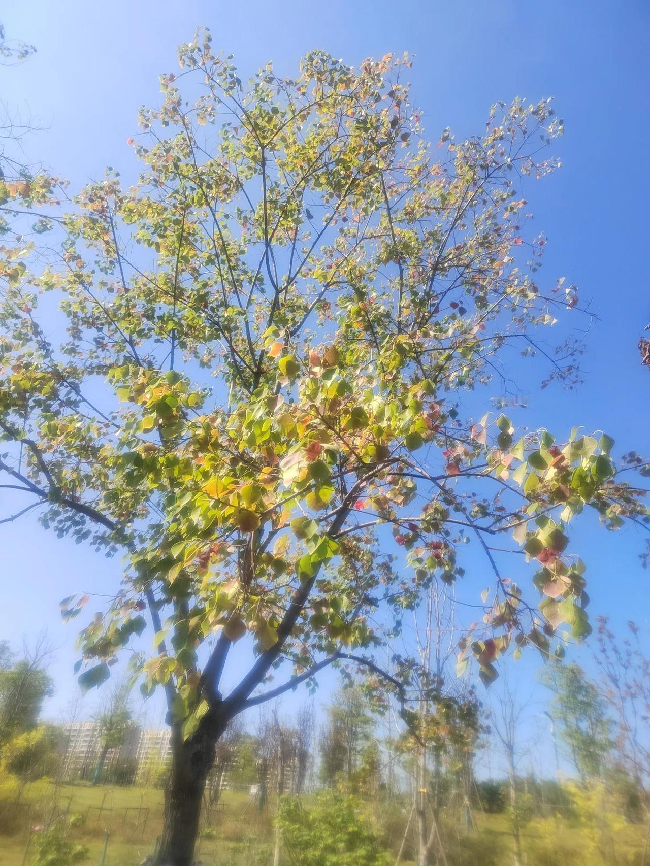 中午的秋日，阳光如此明媚，如此温暖，于是在返回的途中在公园歇脚散步。一棵乌桕树，