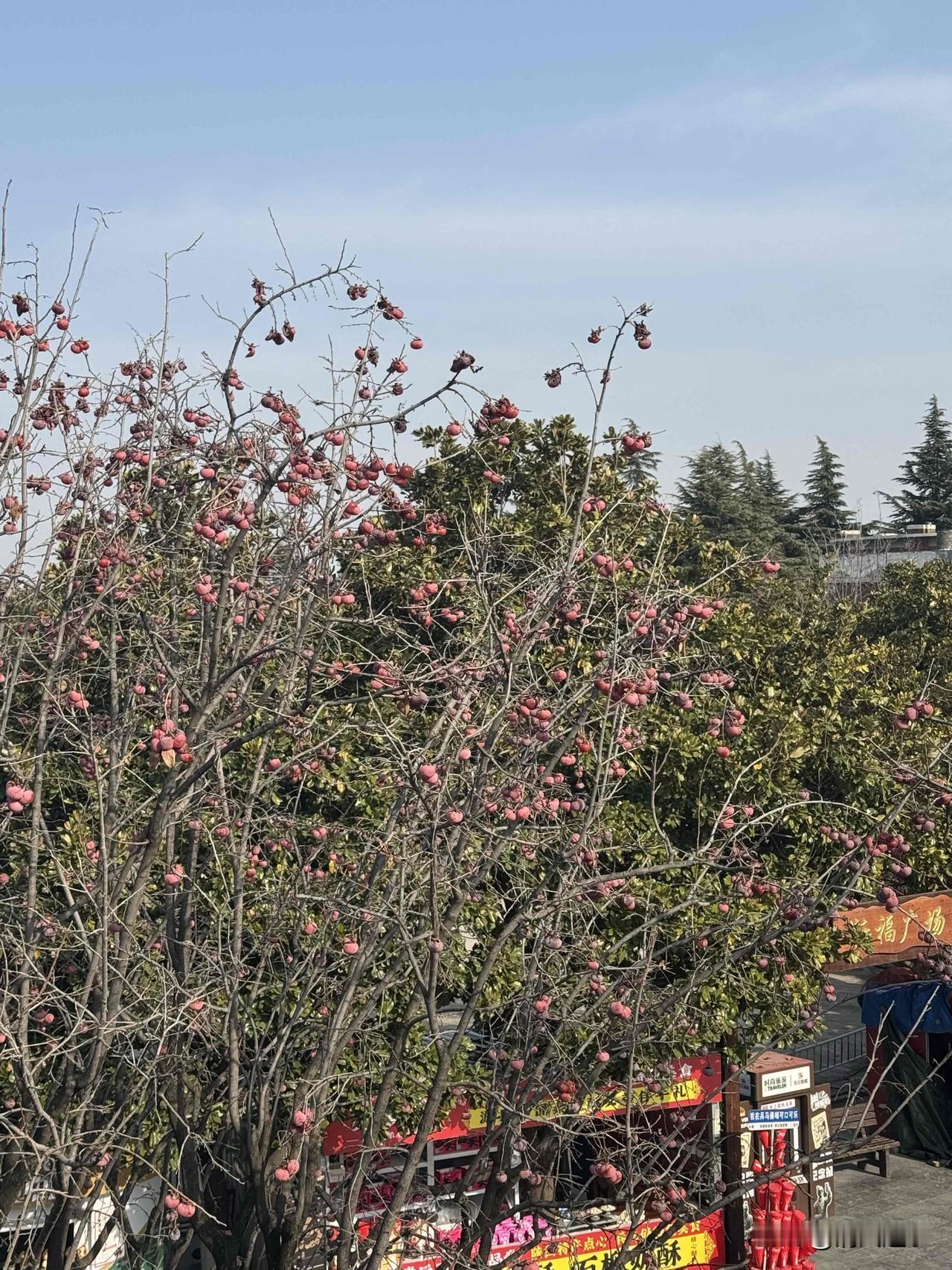 谁懂啊！
窗外的柿子树承包了我所有的冬日治愈

推开窗就撞见满树的红柿子，风一吹