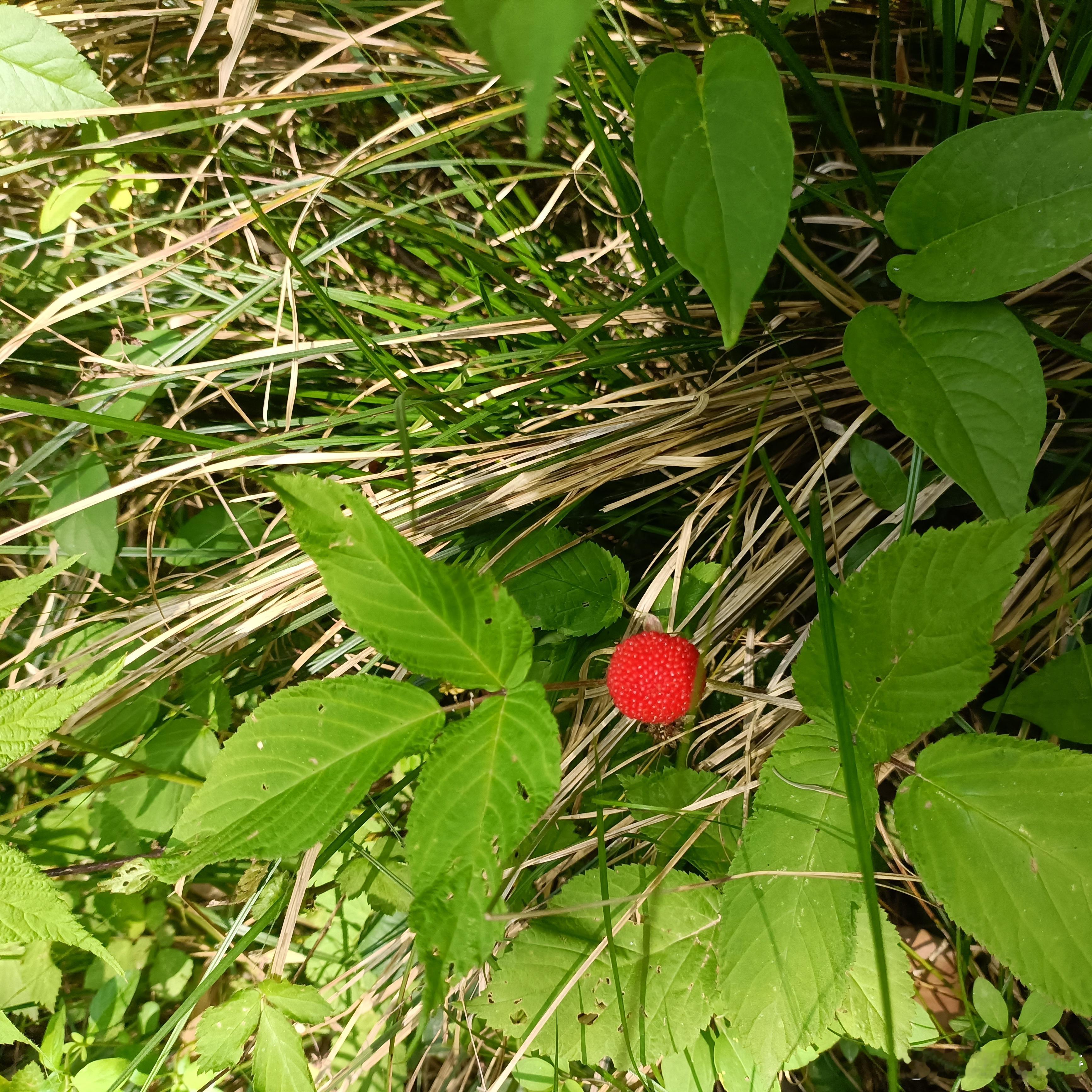 今天到山里摘野果吃，我们那里叫“梦”。 ​​​