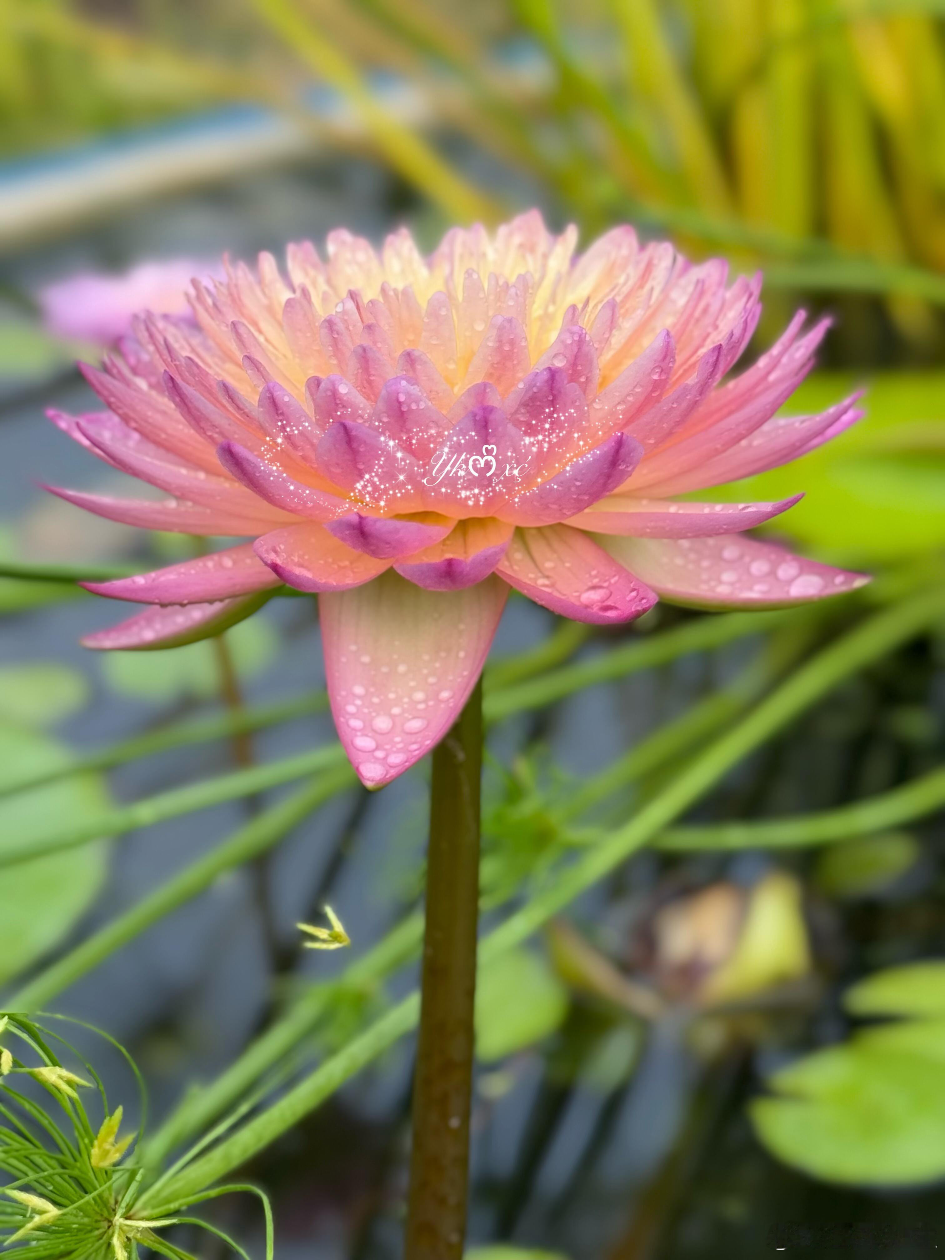 奇妙生物圈｜植物观赏 【家庭水生植物优选指南｜睡莲哈萨巴丁🌿夏日清凉系水中仙子