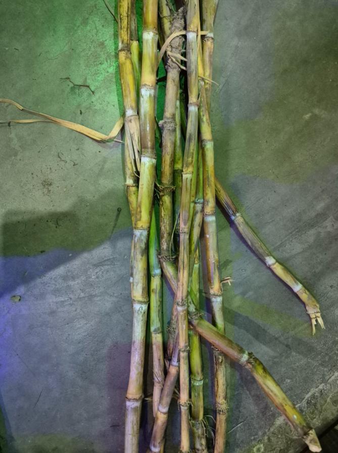 印度这位屋主幽默地讲述了她在屋顶上精心种植甘蔗的经历，她像母亲一样悉心照料，但结