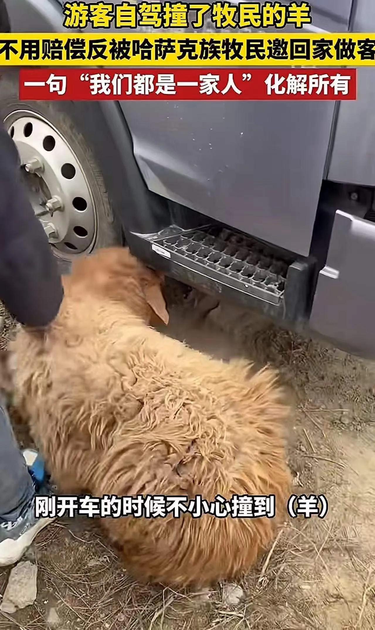 新疆阿勒泰，女子自驾游不小心撞上了一位牧民家的羊，羊腿骨折，救不活了。女子觉得肯