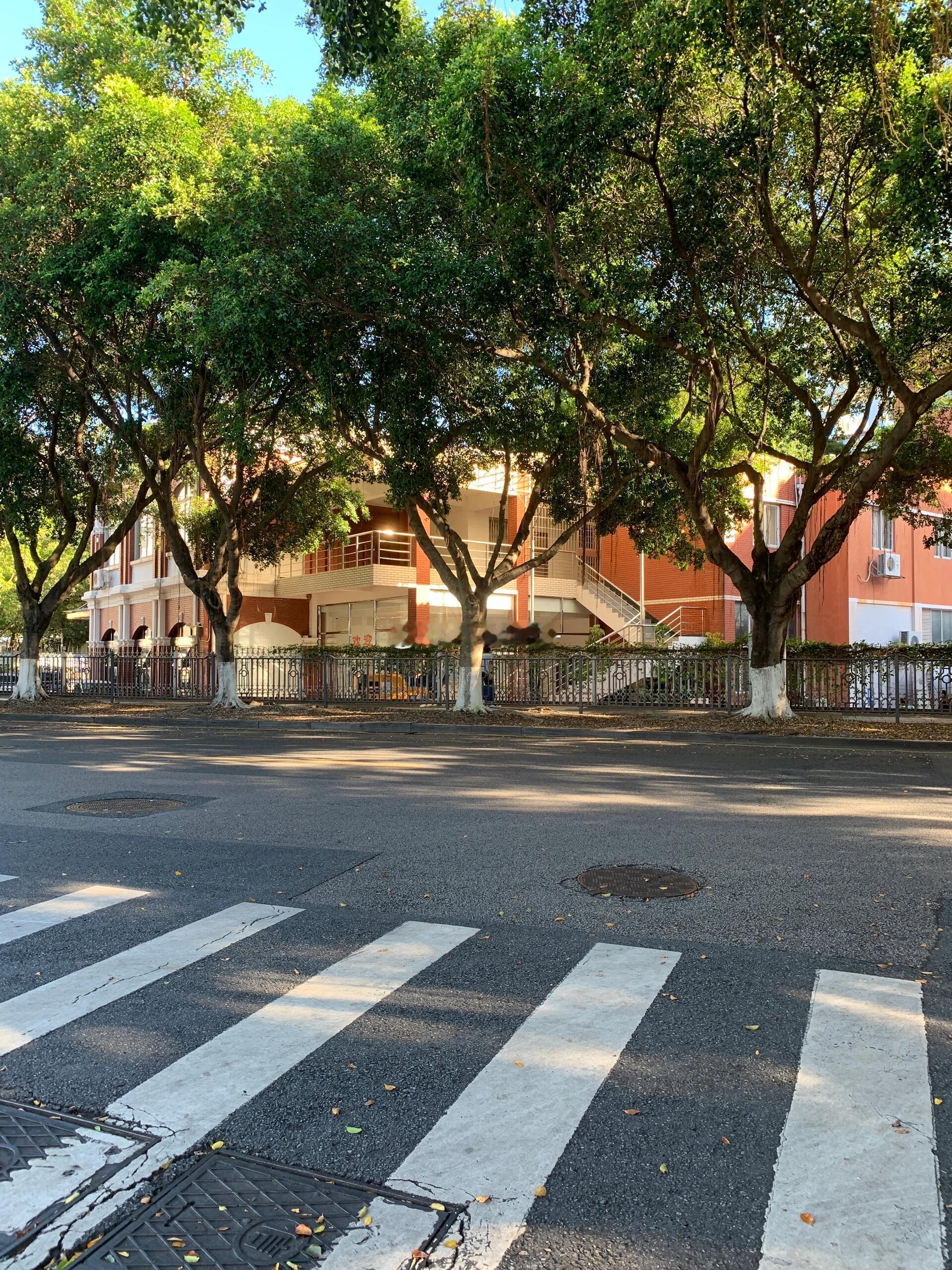 6.24｜晴天散步记录满街浓密的绿树，阳光漏下来碎在台阶和马路上，抬头是干净的蓝