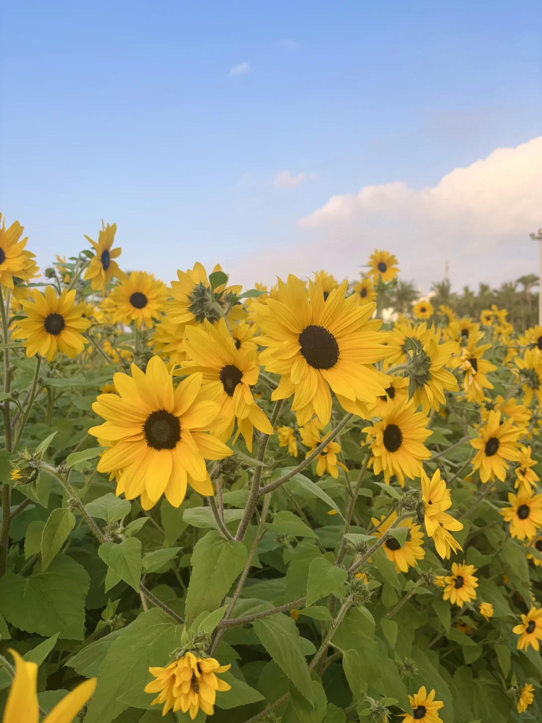 海口的向日葵🌻花海！！！好美！！！