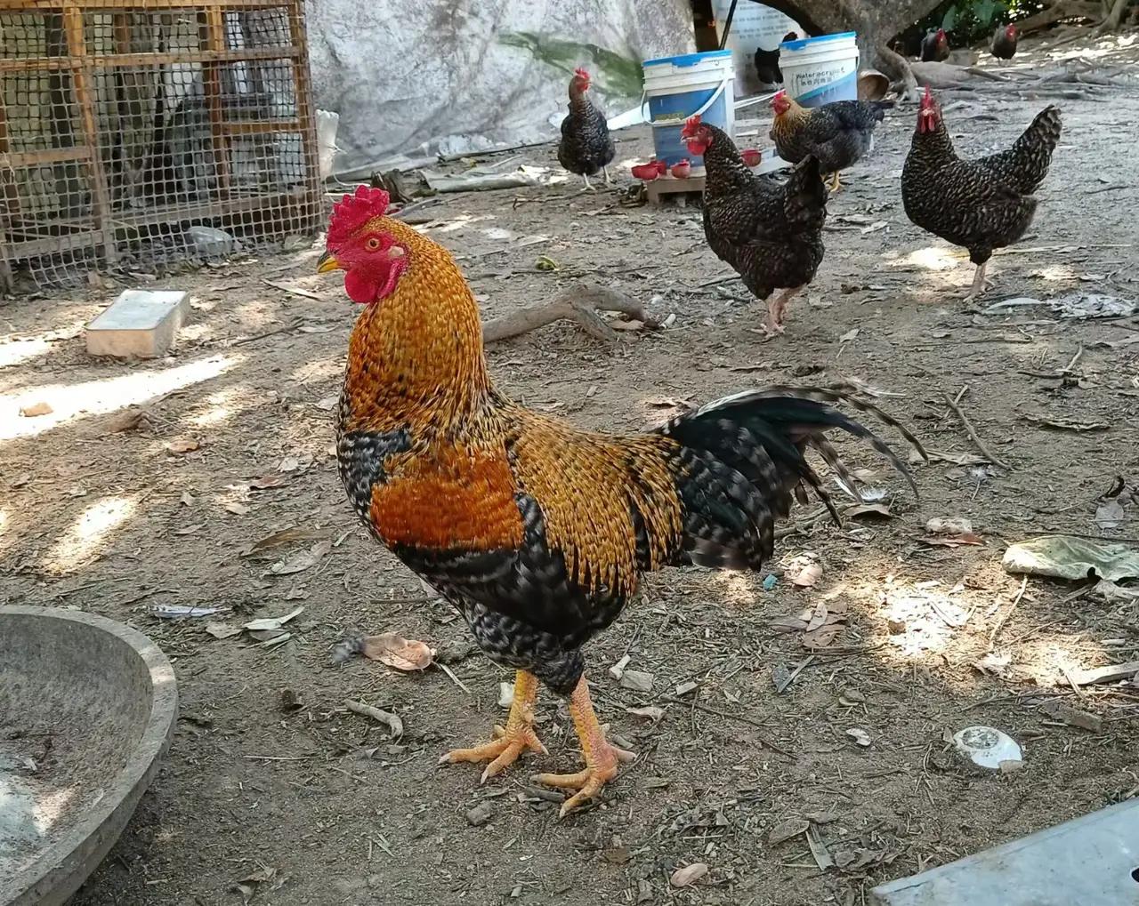 完整榜单
顾客凌晨2点睡车里等莫氏鸡煲开门，这一幕你见过吗？在这个快节奏的时代，