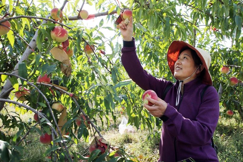 临朐的特色水果值得一尝！东城街道西黄埠店村的蜜桃就超棒。这里多山地丘陵，沙质土壤
