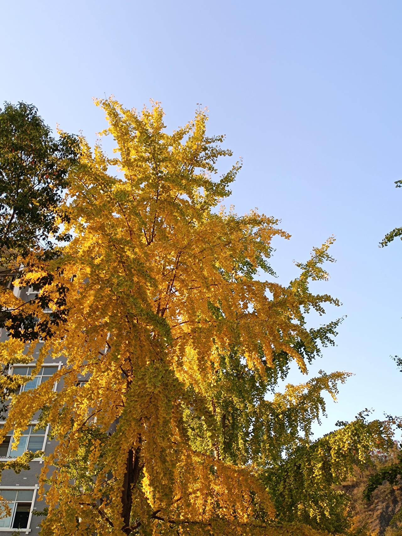 有没有漂亮的花朵图片吗有银杏