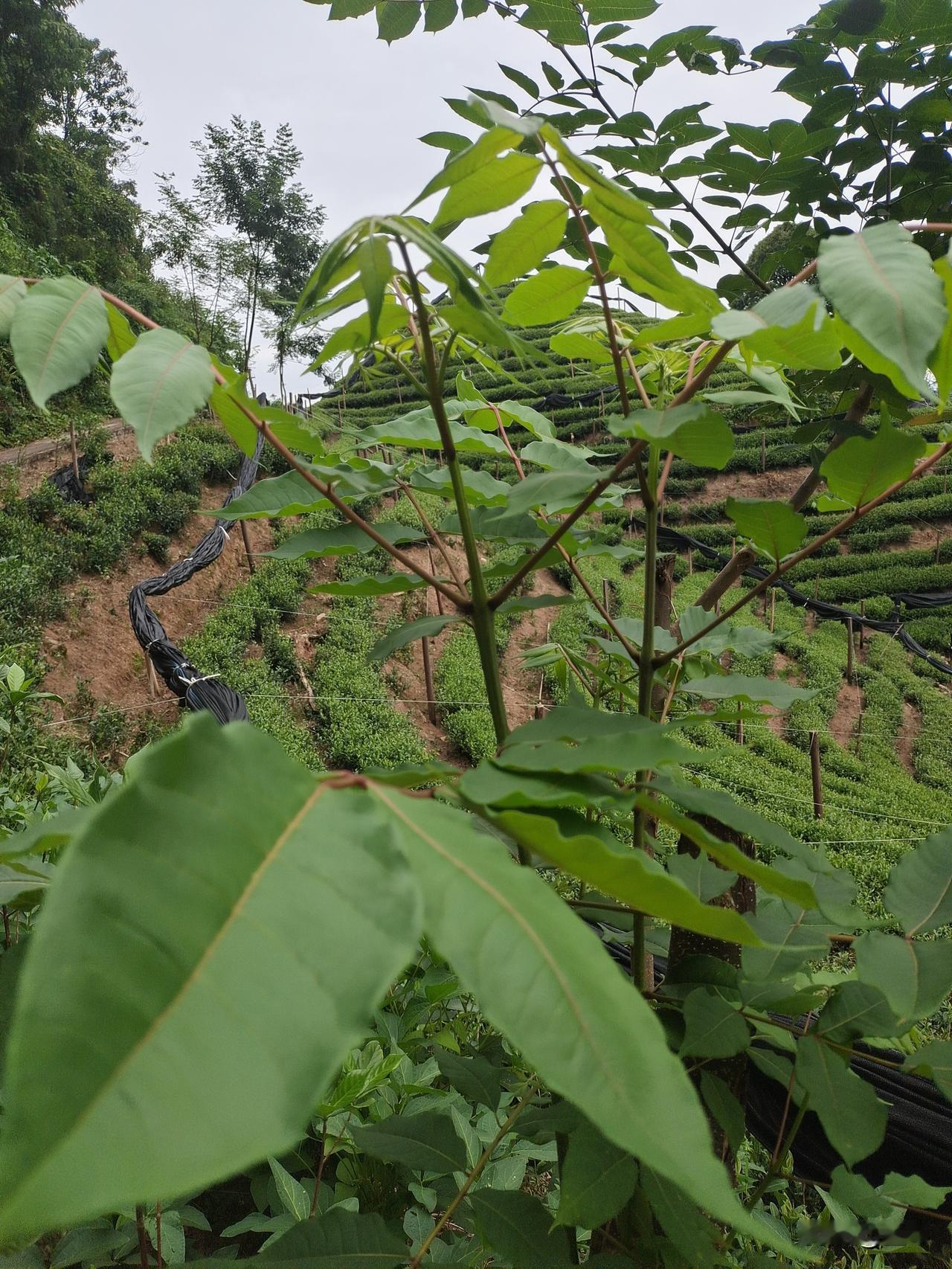 摘一株草，我与大山为伴

墨琴

 
山野的风拂过鬓边
漫开蕨叶舒展的清欢
信步