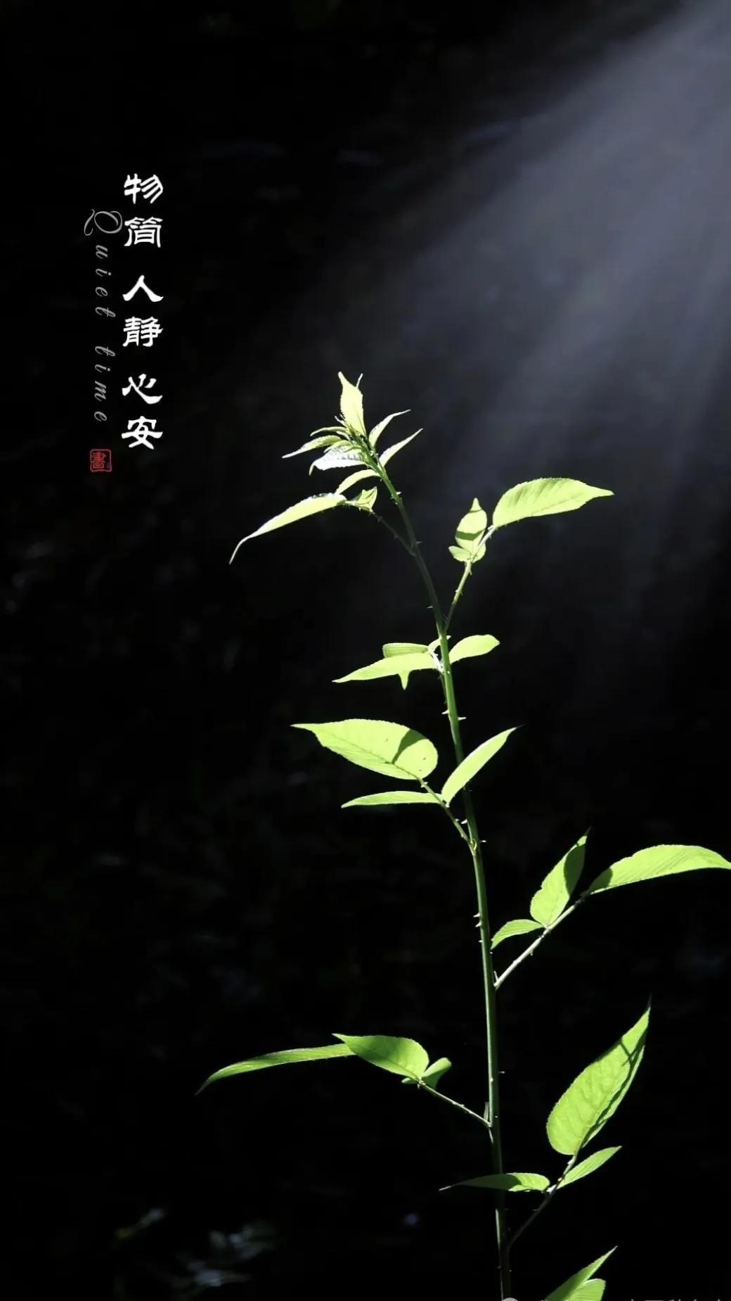 《西江月.立秋》
夏日云收秋至，微风梳雨生凉。
光阴流转太匆忙，错过许多景象。