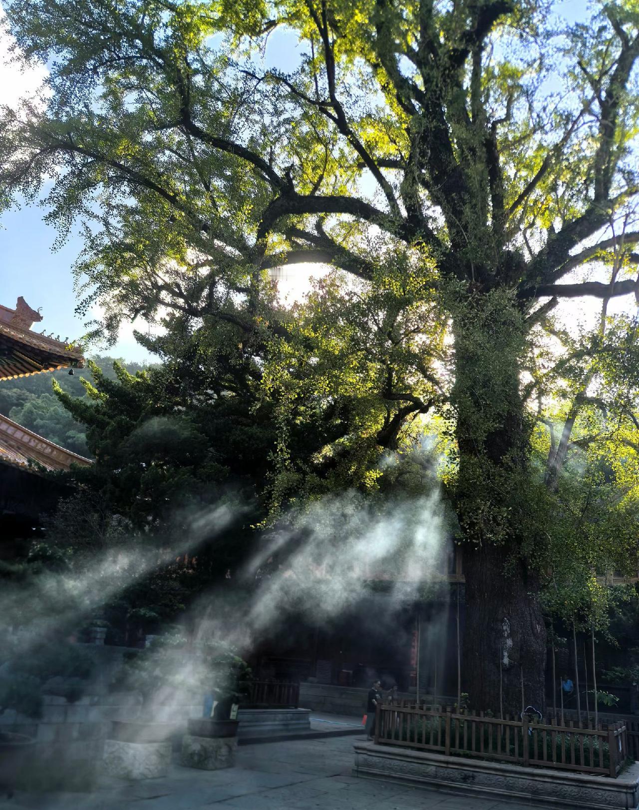窗台上的茉莉开了又谢，第三茬花瓣落在积了薄尘的旧书页，夏日的蝉鸣早悄声隐没在晚风