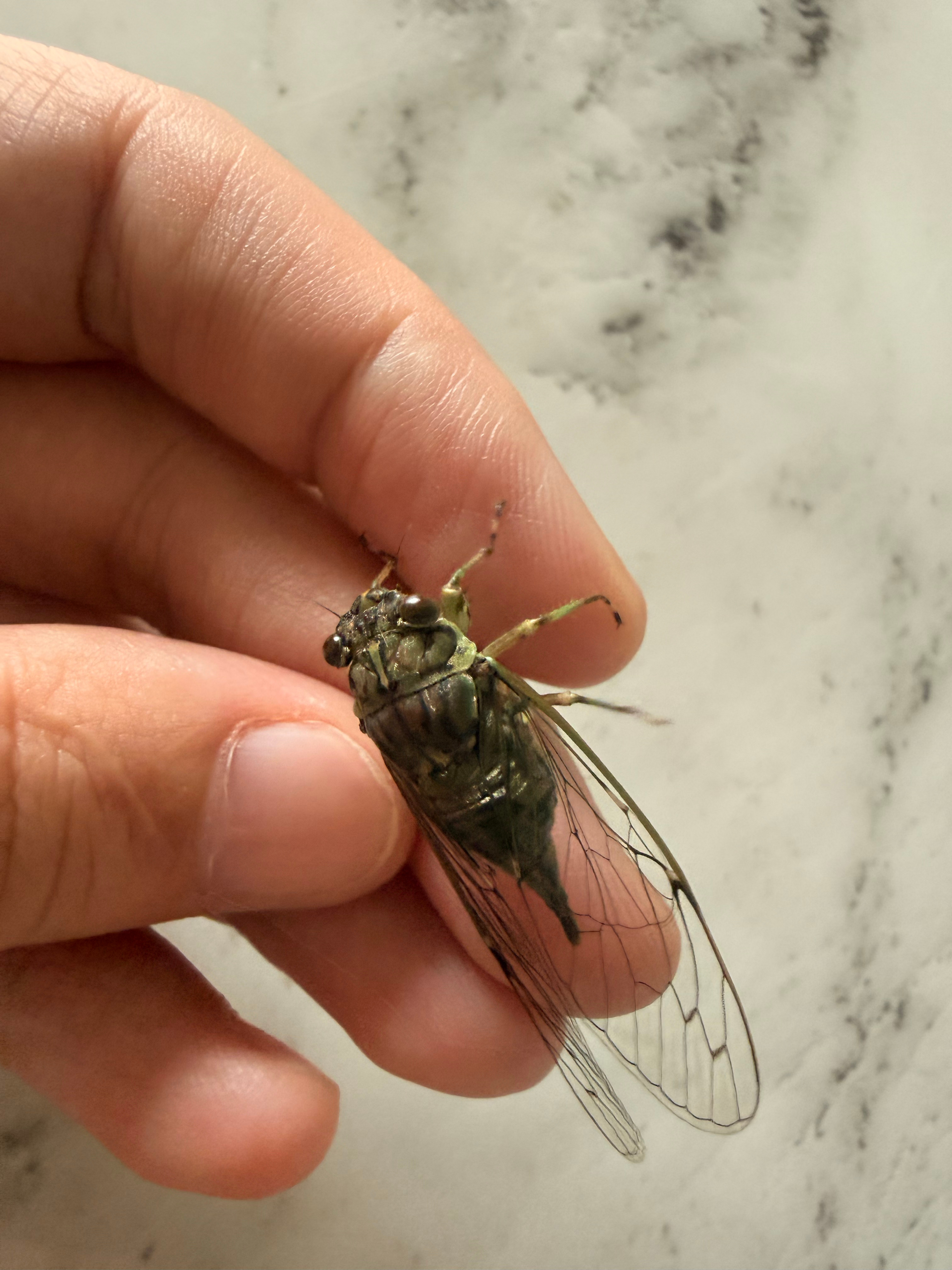 闯入家里的小蝉 