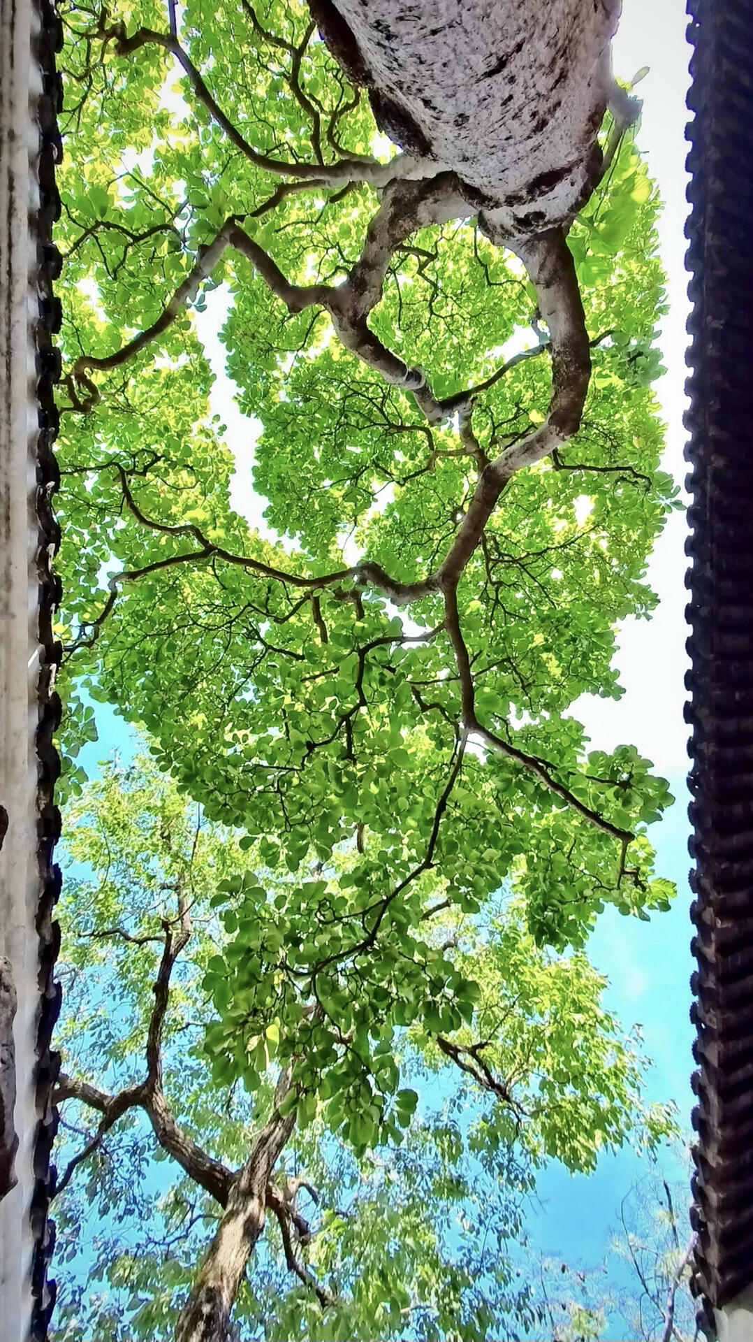 我在苏州园林拍到了满屏📸天空与树的脉搏🌿