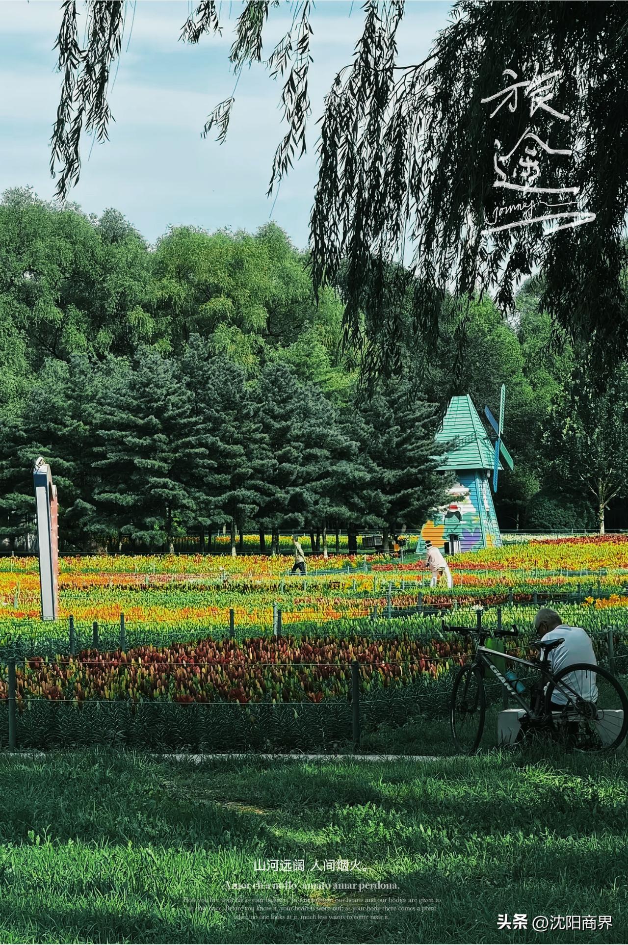 夏季沈阳浑河两岸太漂亮了
郁金香花开正当时
大风车摇曳
市民露营
沈阳风光无限美