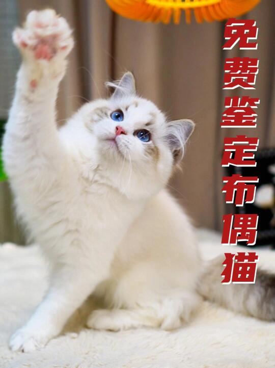 你家布偶猫值多少钱？免费鉴定！