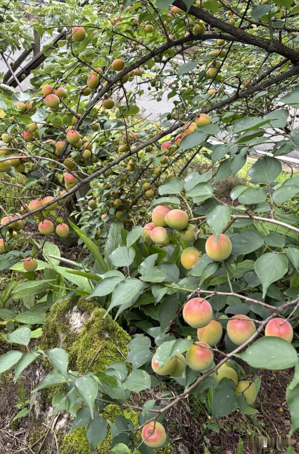 请您对下联？
下联：一石青苔伴翠阴

上联：满枝青杏凝红晕
下联：一石青苔伴翠阴