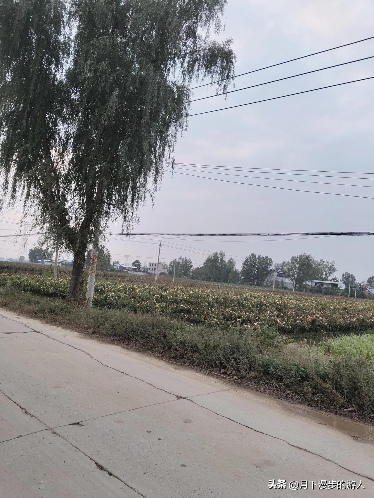 晒晒你拍的树照