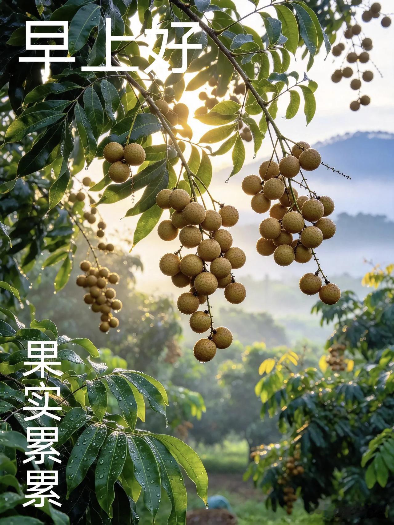 晨光映龙眼，果实累累，早安，愿日子丰盈圆满。