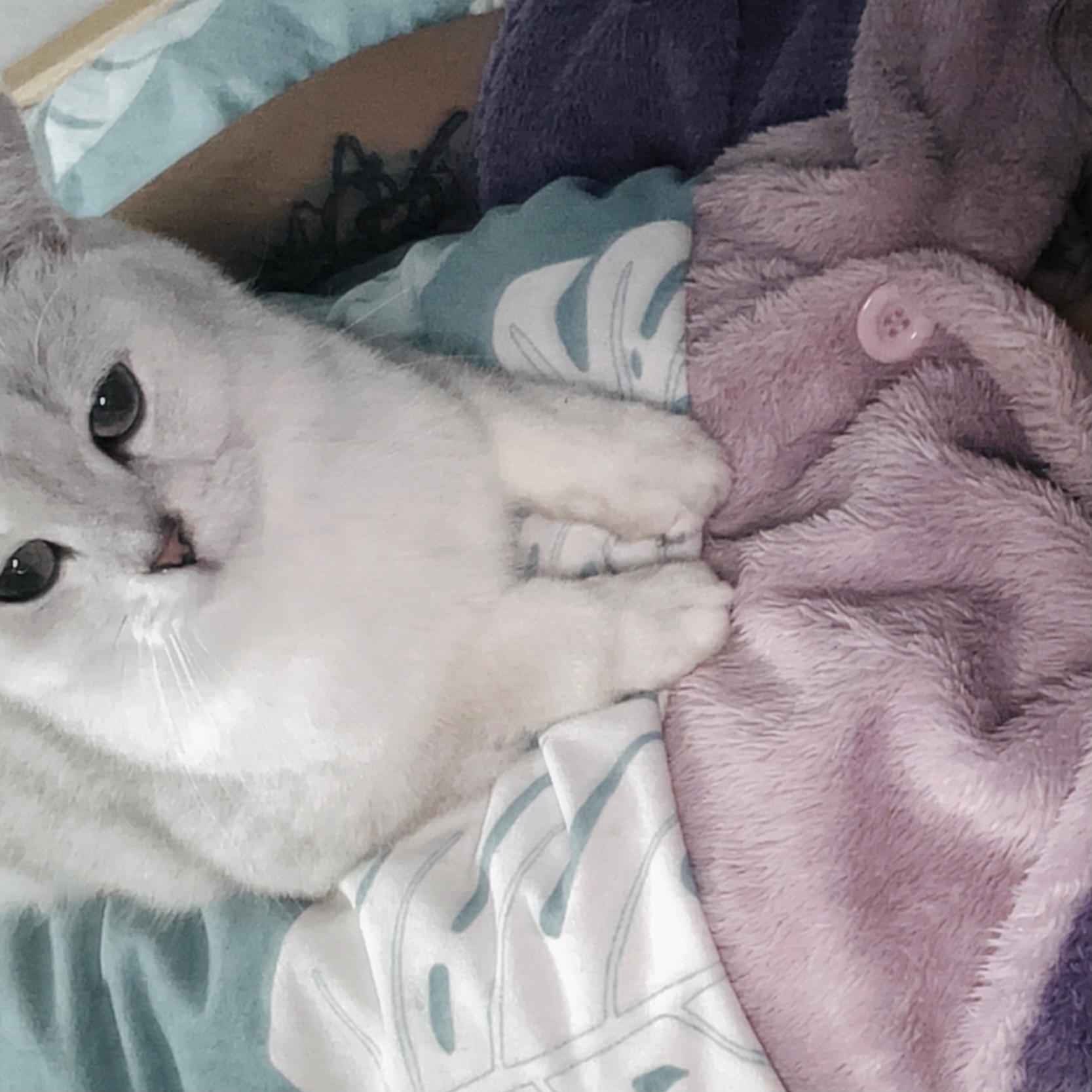 甲流在家躺了三天，我家猫都怕我噶了。 ​​​