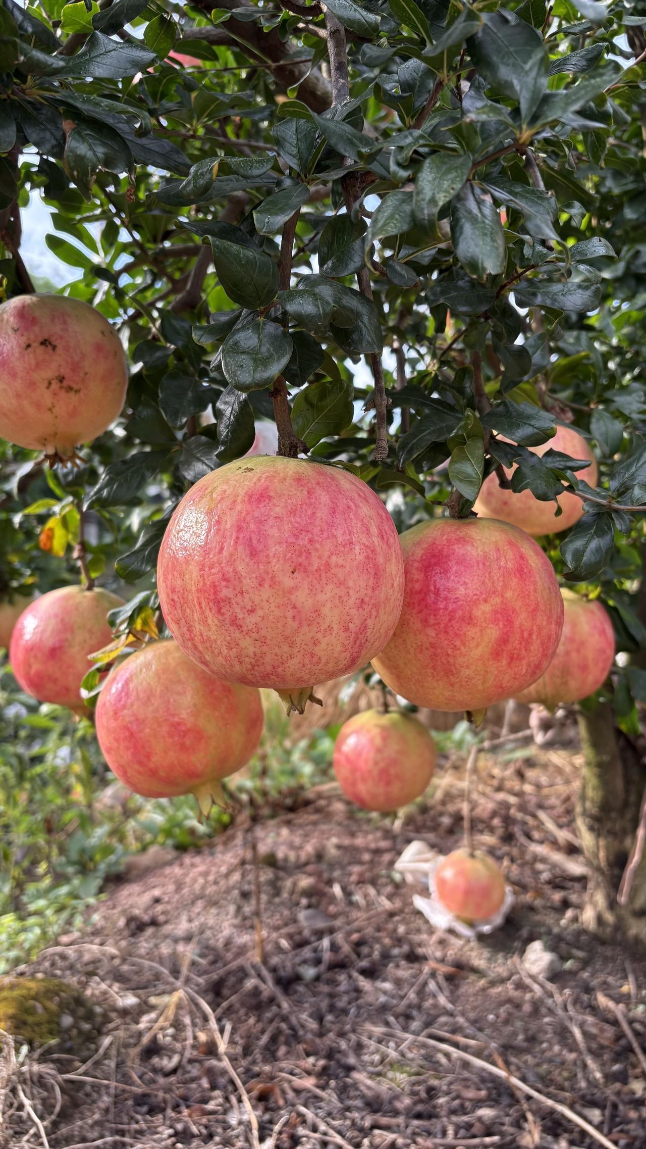 最近评论区有朋友问，这些年流行的皇冠石榴和慕乐石榴听说很好，那么赖师傅，你们有种