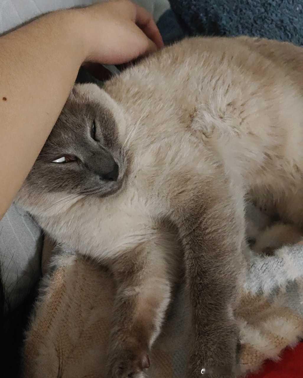 49758【丑猫】逻辑随着睡眠消失 