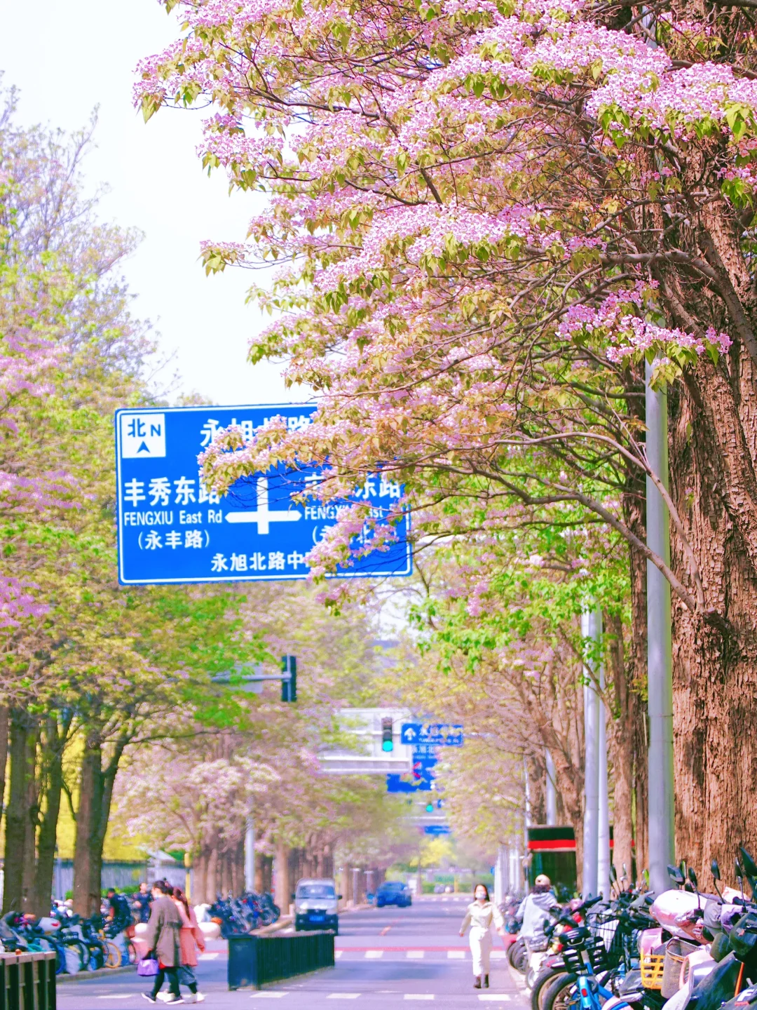 百木之王｜北京楸树大道花开 浪漫已来