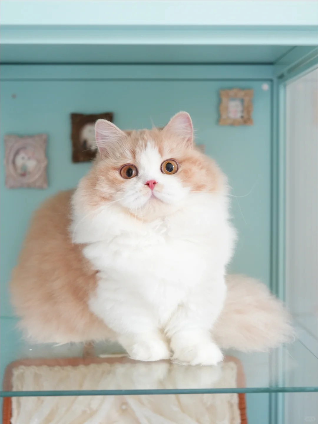 不是很懂炎夏为啥爆毛… 乳白米努特矮脚猫