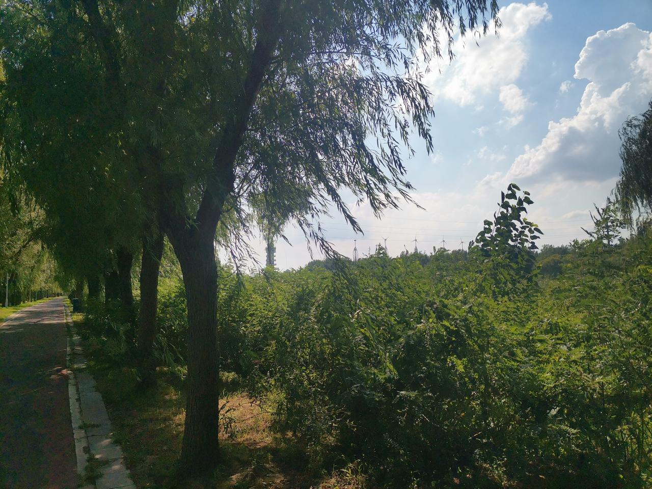 这是一个生命尽情绽放的季节！

请把窗扉完全敞开，
让那些青绿的潮，
漫过书桌的