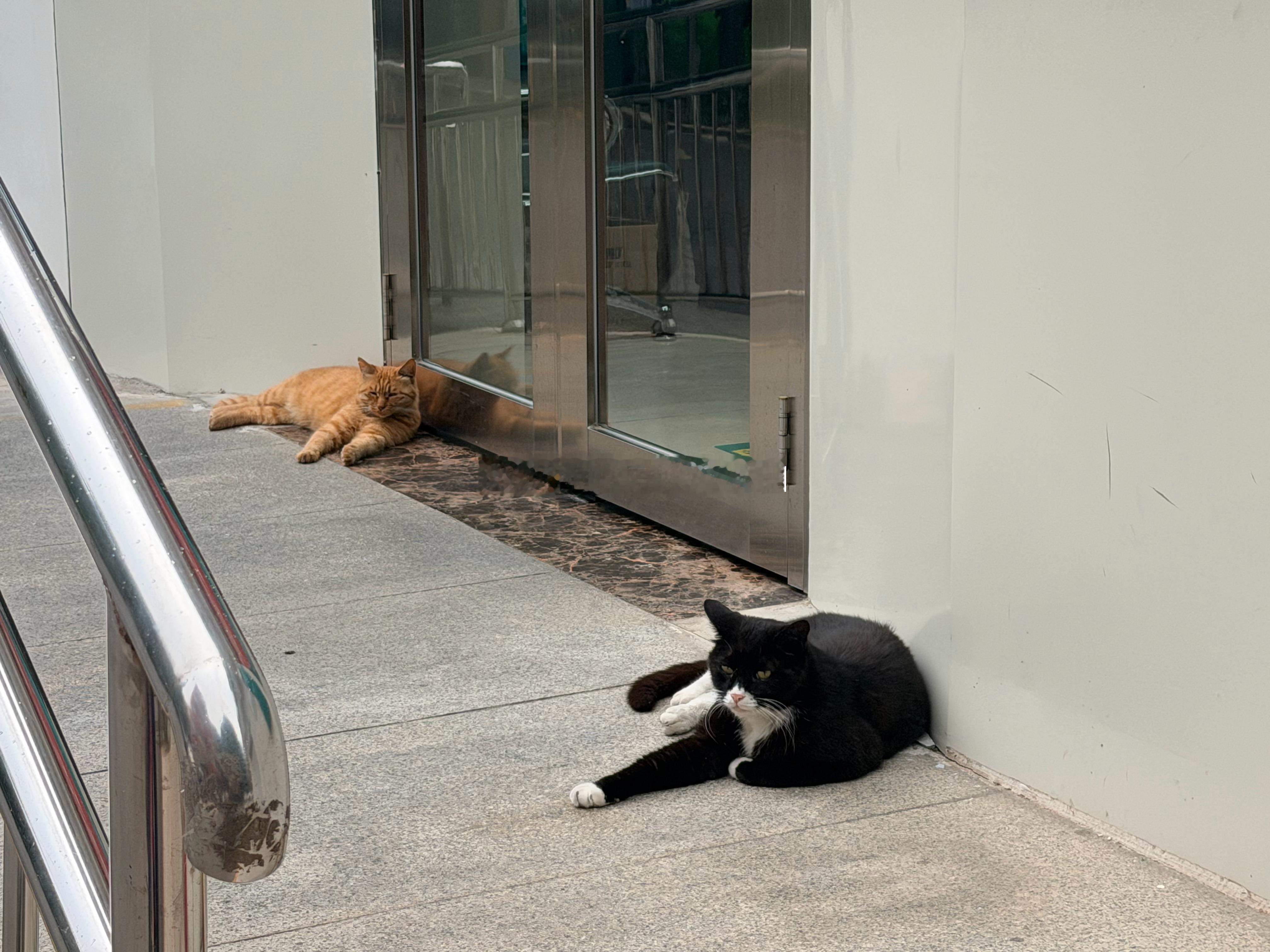 招财猫，守财喵，早！ 